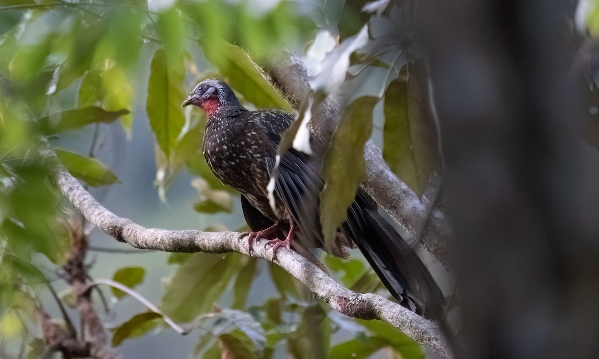 Speckled Chachalaca - ML645973430