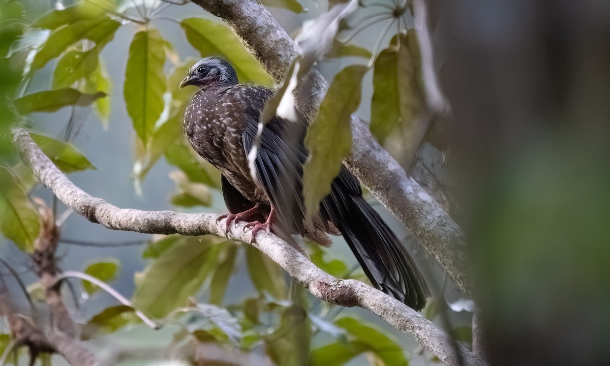 Speckled Chachalaca - ML645973431