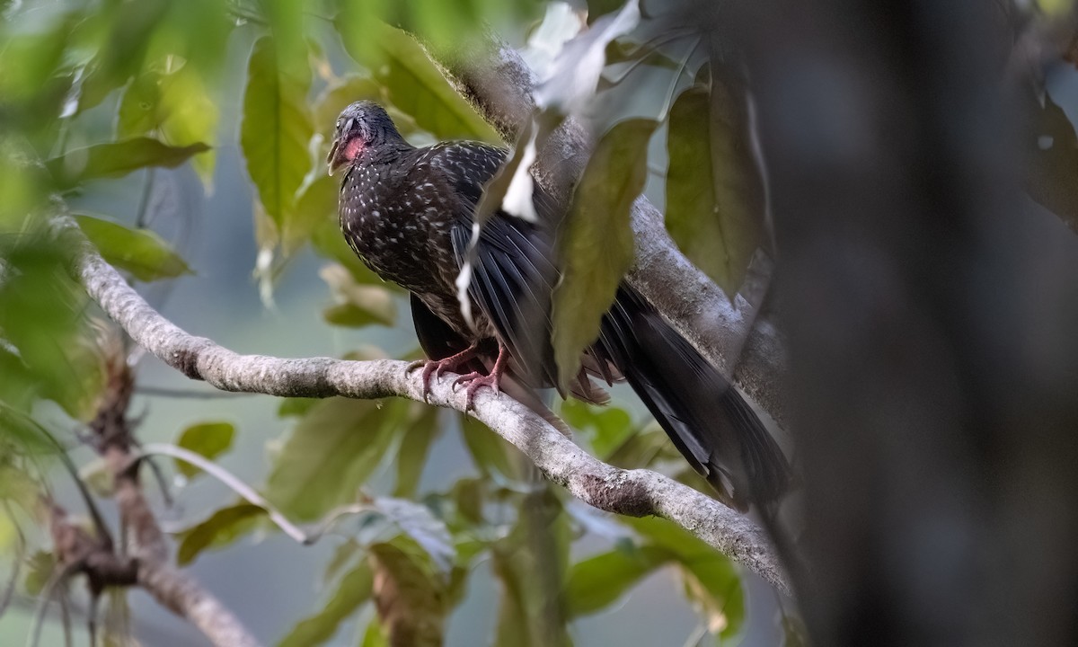 Speckled Chachalaca - ML645973432