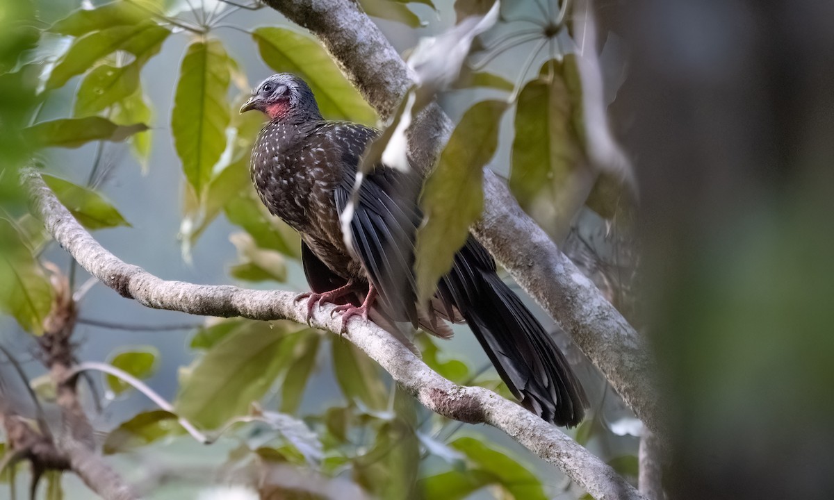 Speckled Chachalaca - ML645973433