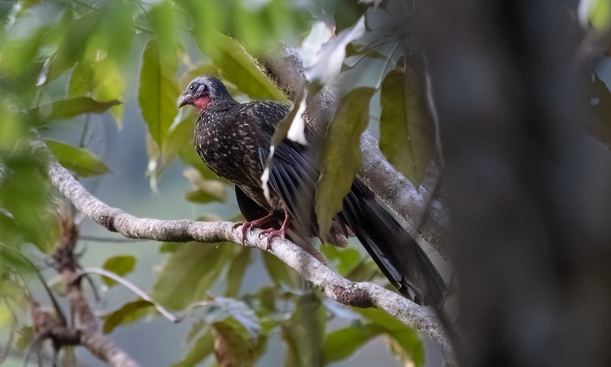 Speckled Chachalaca - ML645973434