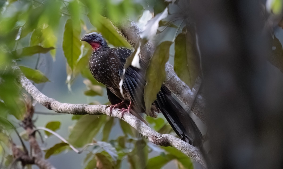 Speckled Chachalaca - ML645973435