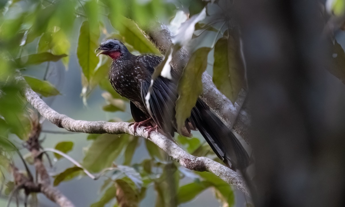 Speckled Chachalaca - ML645973436