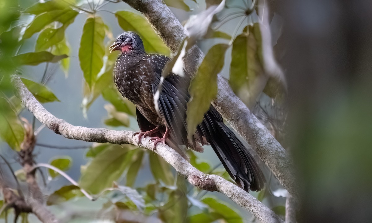 Speckled Chachalaca - ML645973437