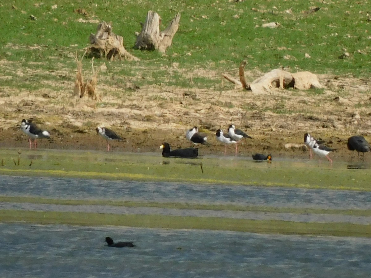 Slate-colored Coot - ML645973438