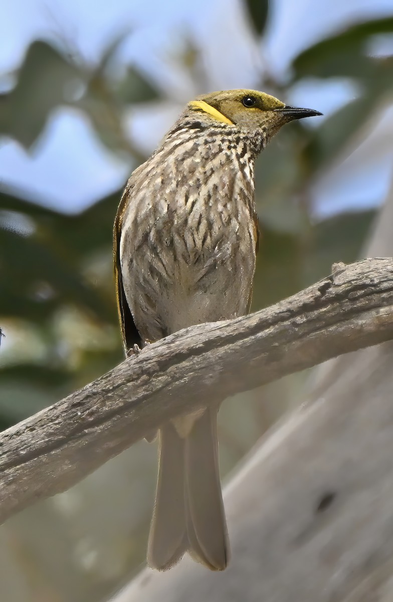 Yellow-plumed Honeyeater - ML645973441