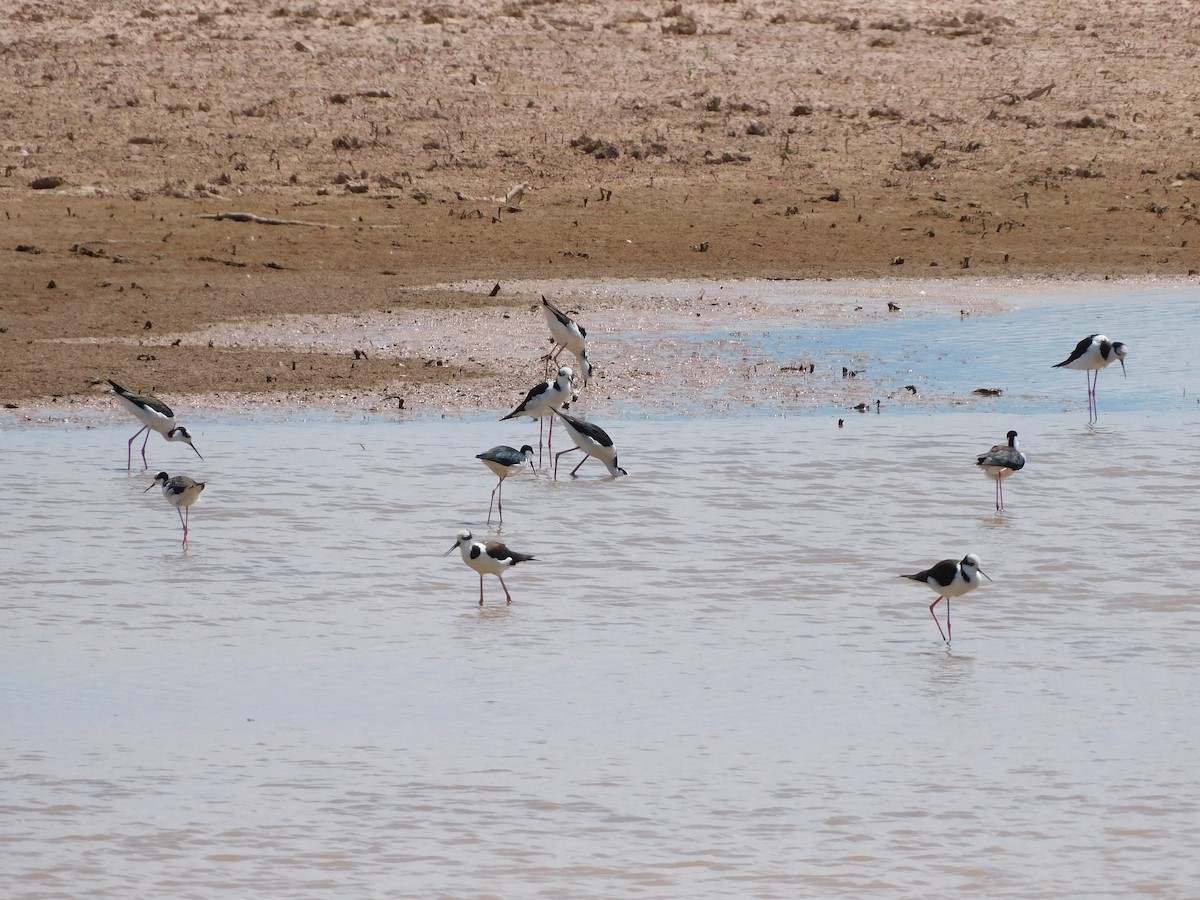 Black-necked Stilt - ML645973442