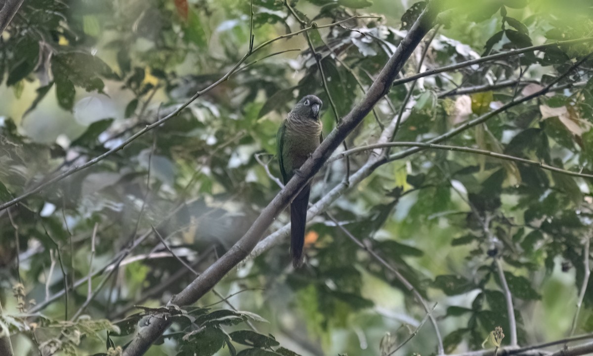 Green-cheeked Parakeet - ML645973447