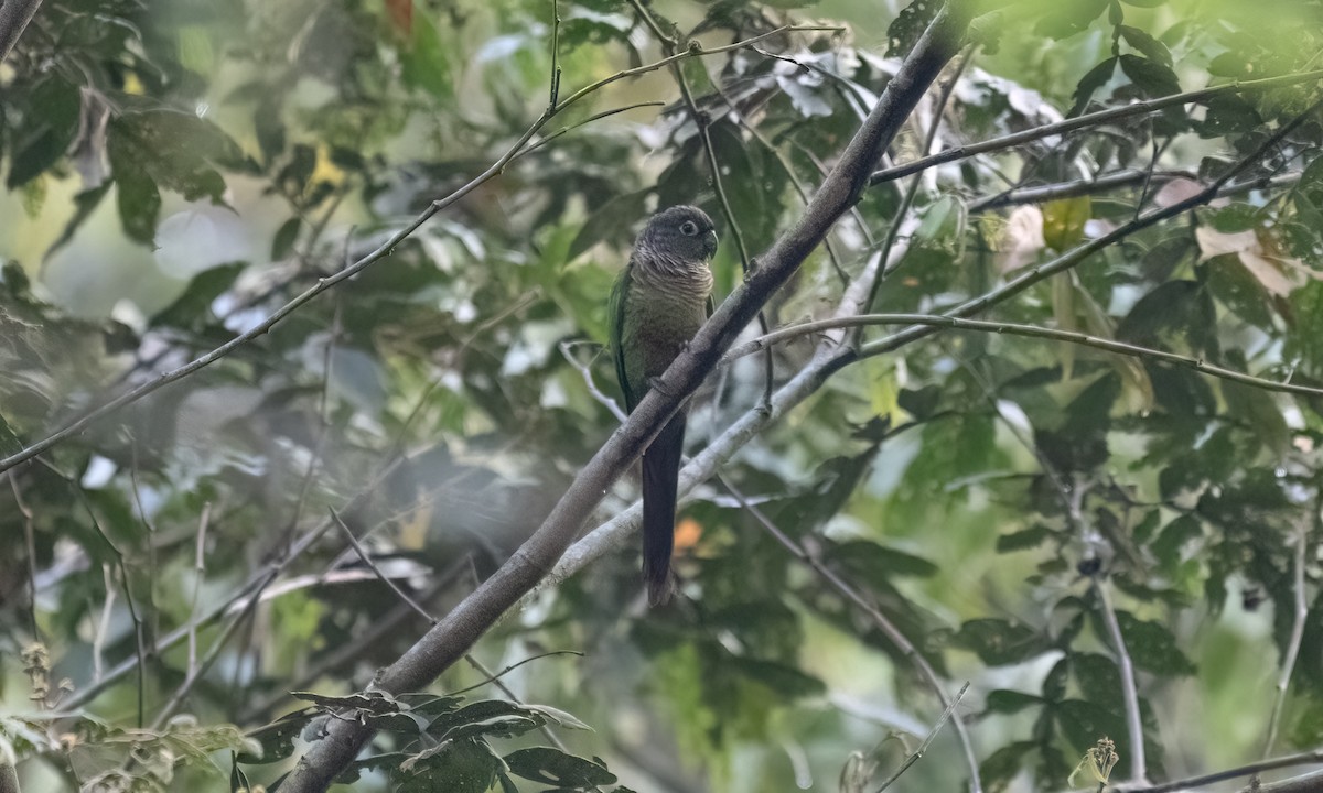 Green-cheeked Parakeet - ML645973448