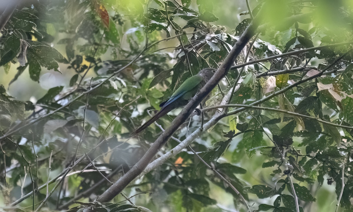 Green-cheeked Parakeet - ML645973449