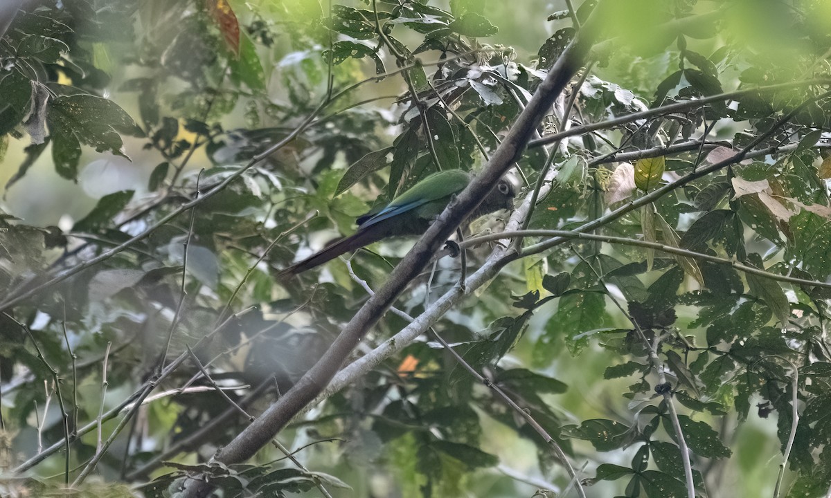 Green-cheeked Parakeet - ML645973450