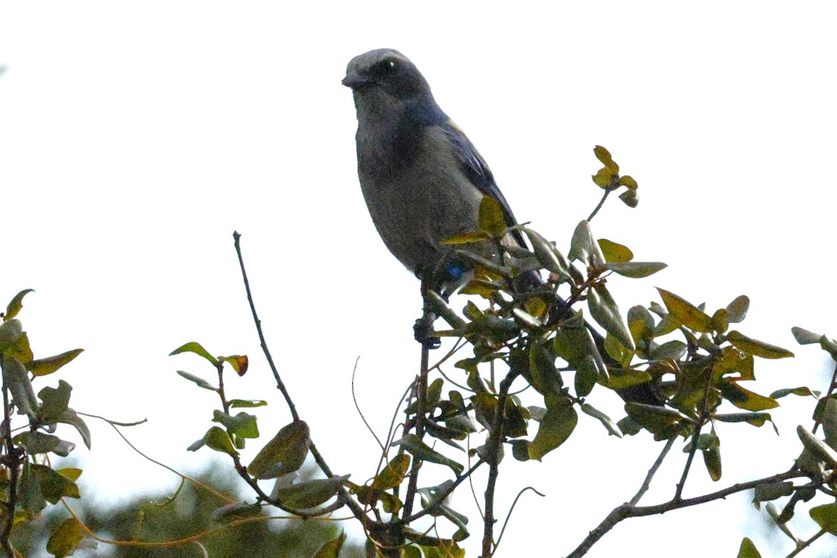 Florida Scrub-Jay - ML645973453