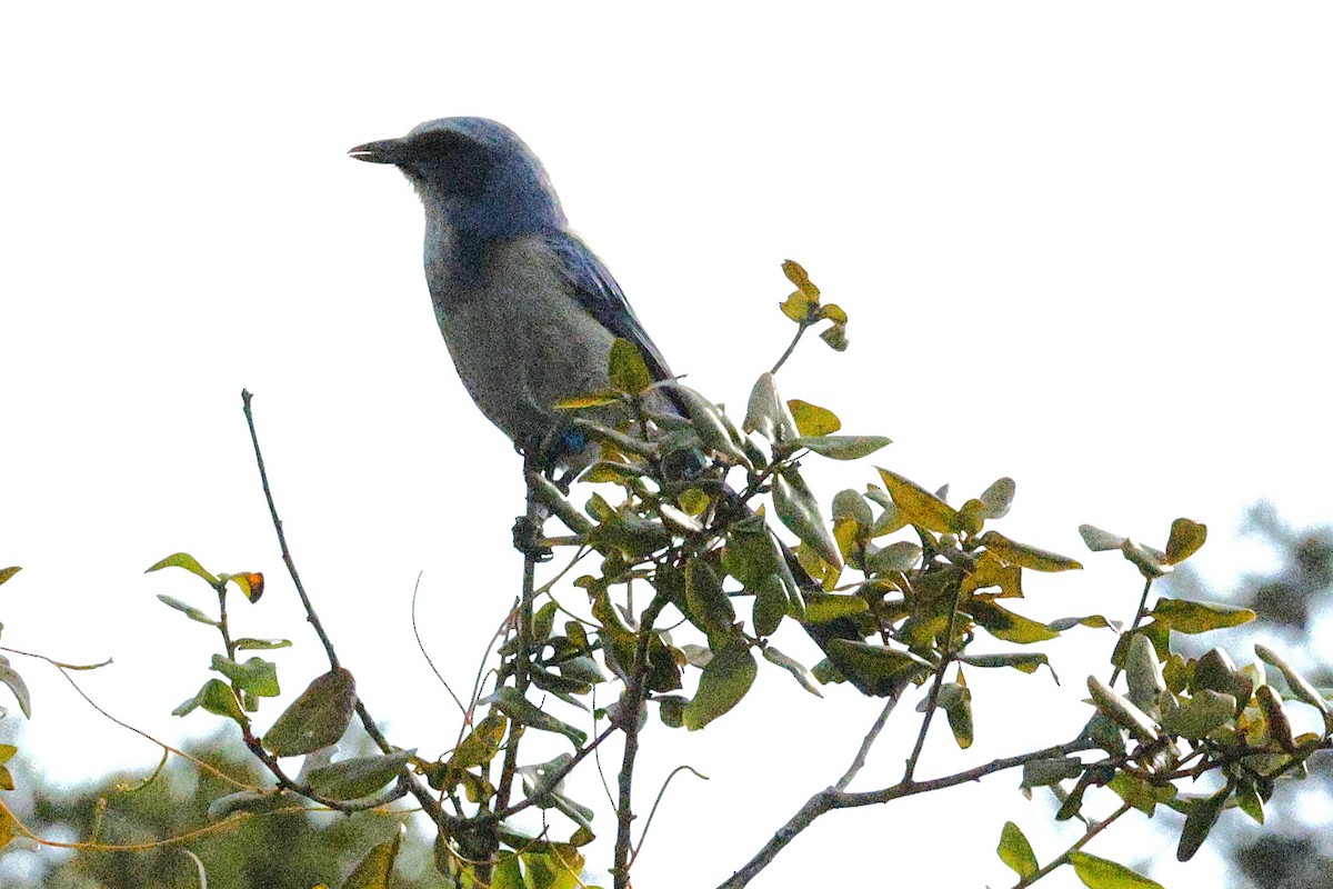 Florida Scrub-Jay - ML645973455