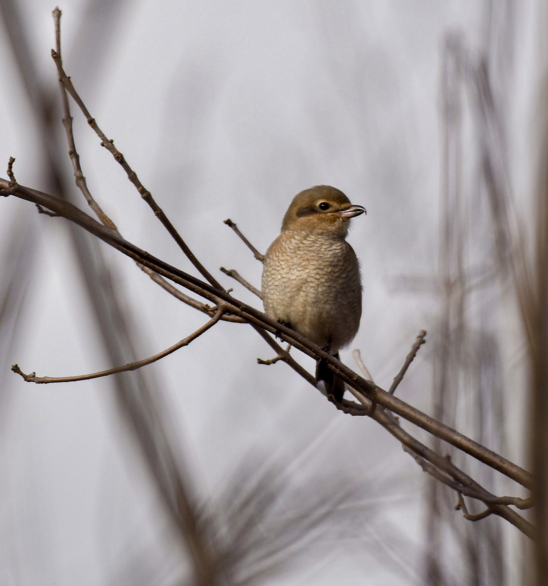 Северный сорокопут - ML645973457