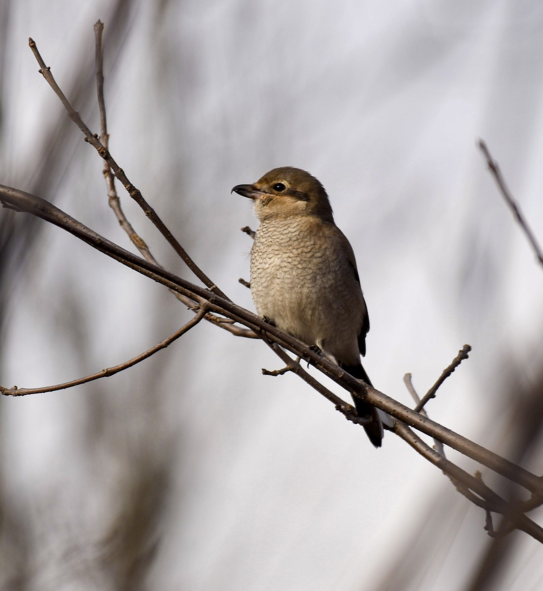 Северный сорокопут - ML645973458