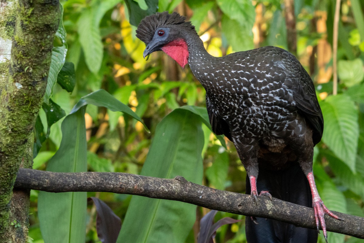 Crested Guan - ML645973459