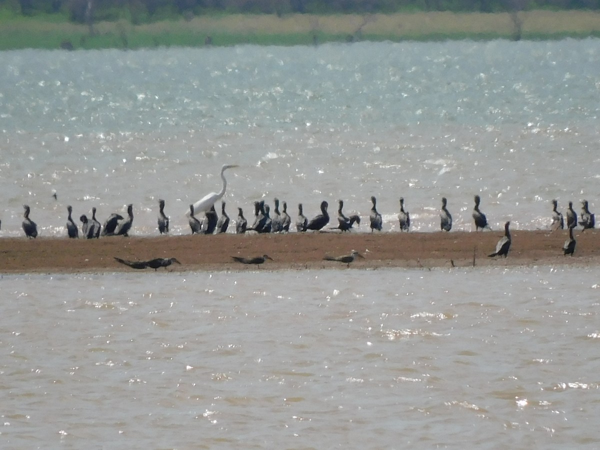 Black Skimmer - ML645973460