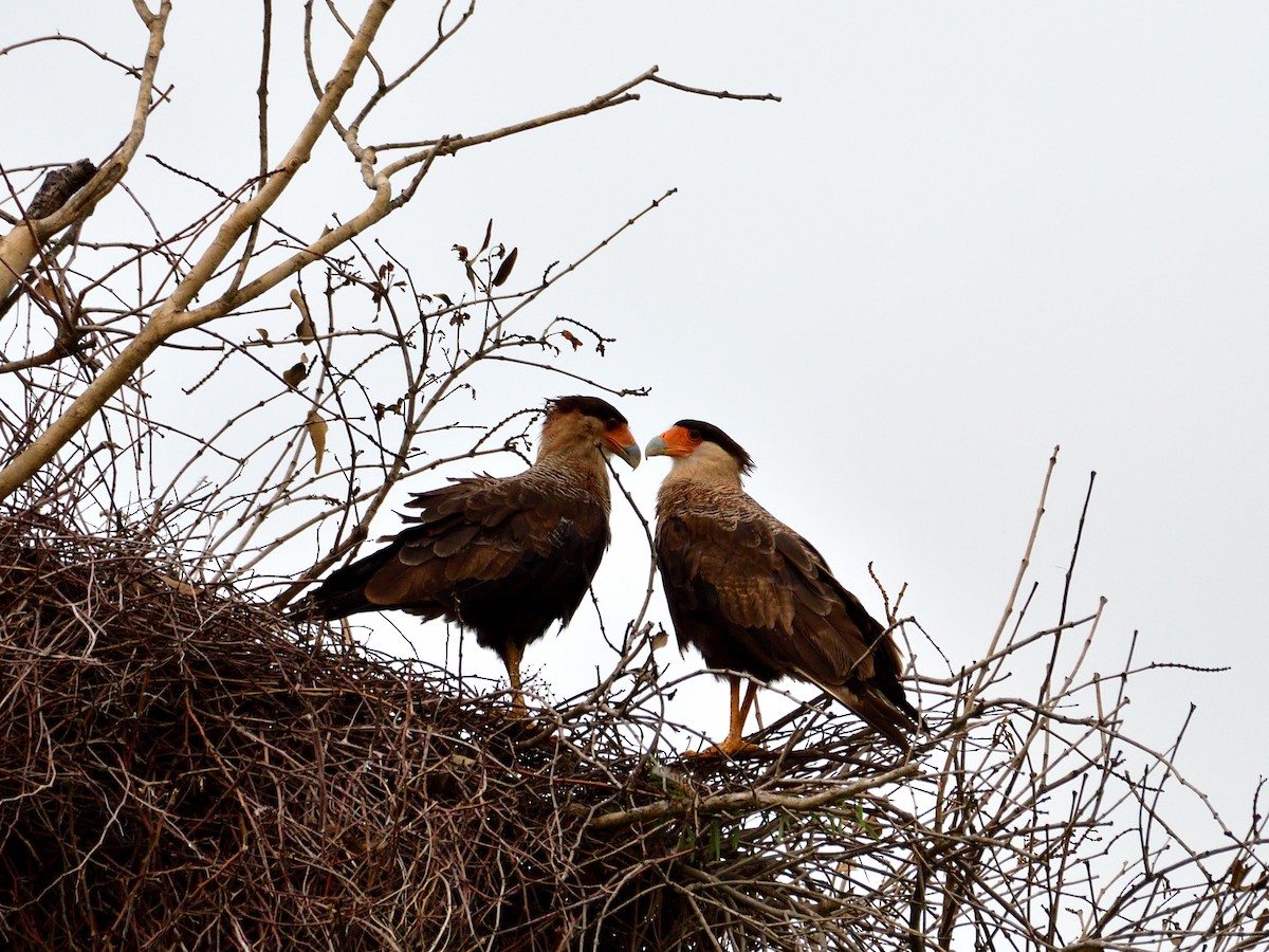 Crested Caracara - ML645973466