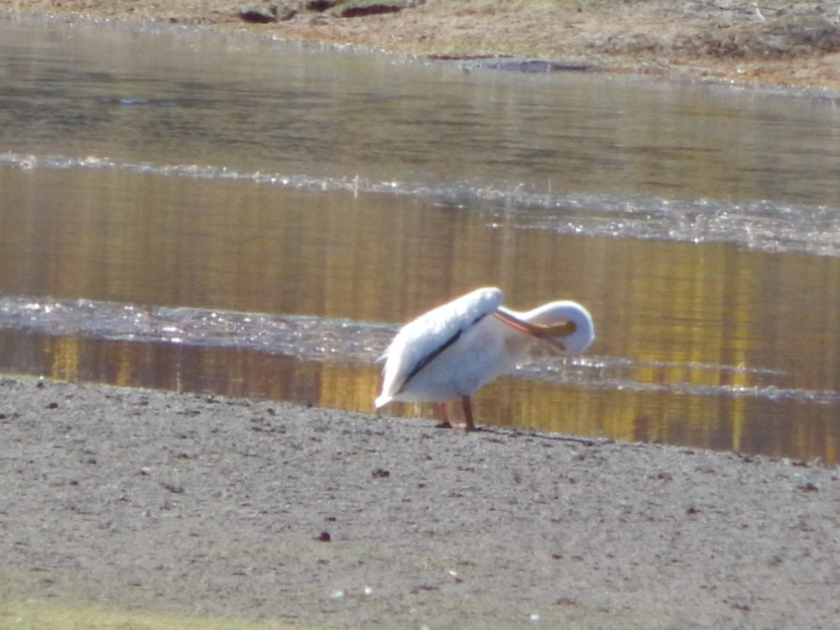 American White Pelican - ML645973467