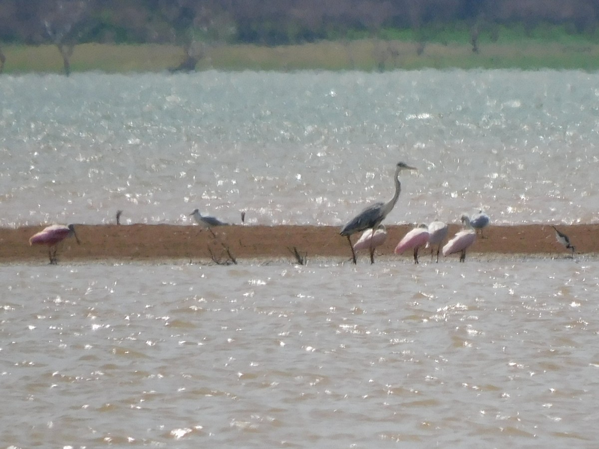 Large-billed Tern - ML645973468