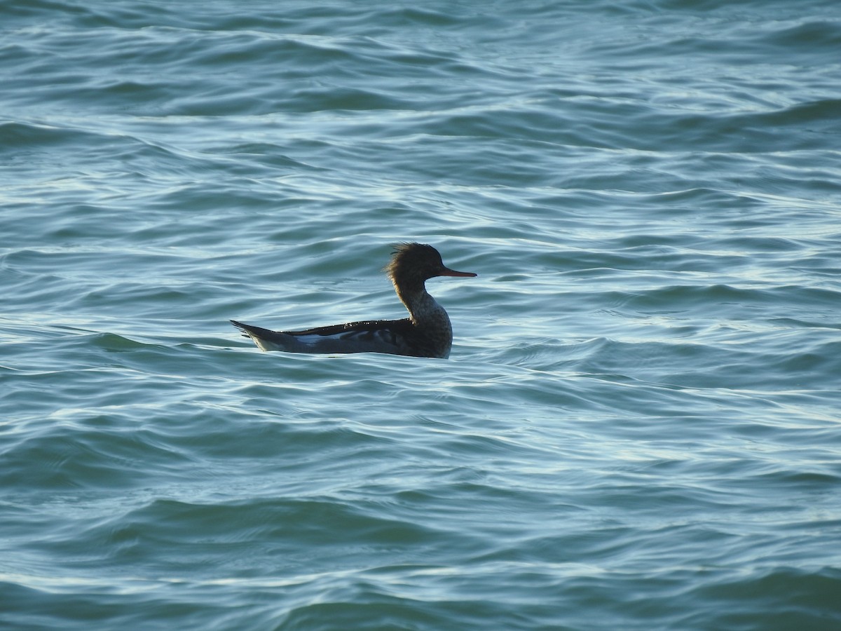 Red-breasted Merganser - ML645973469