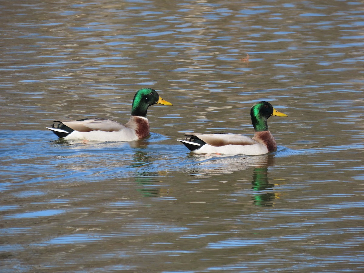 Mallard - ML645973470