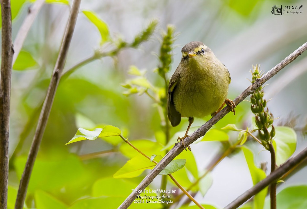 Tickell's Leaf Warbler - ML645973471