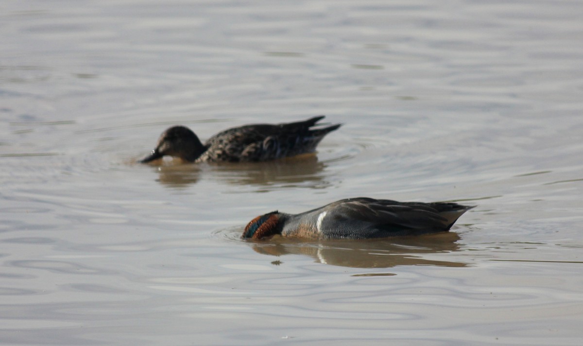 Green-winged Teal - ML645973473