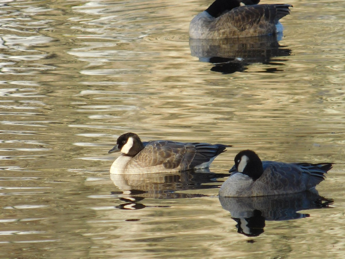 Cackling Goose - ML645973475