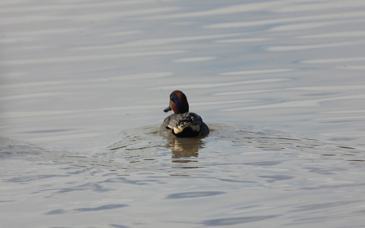 Green-winged Teal - ML645973476