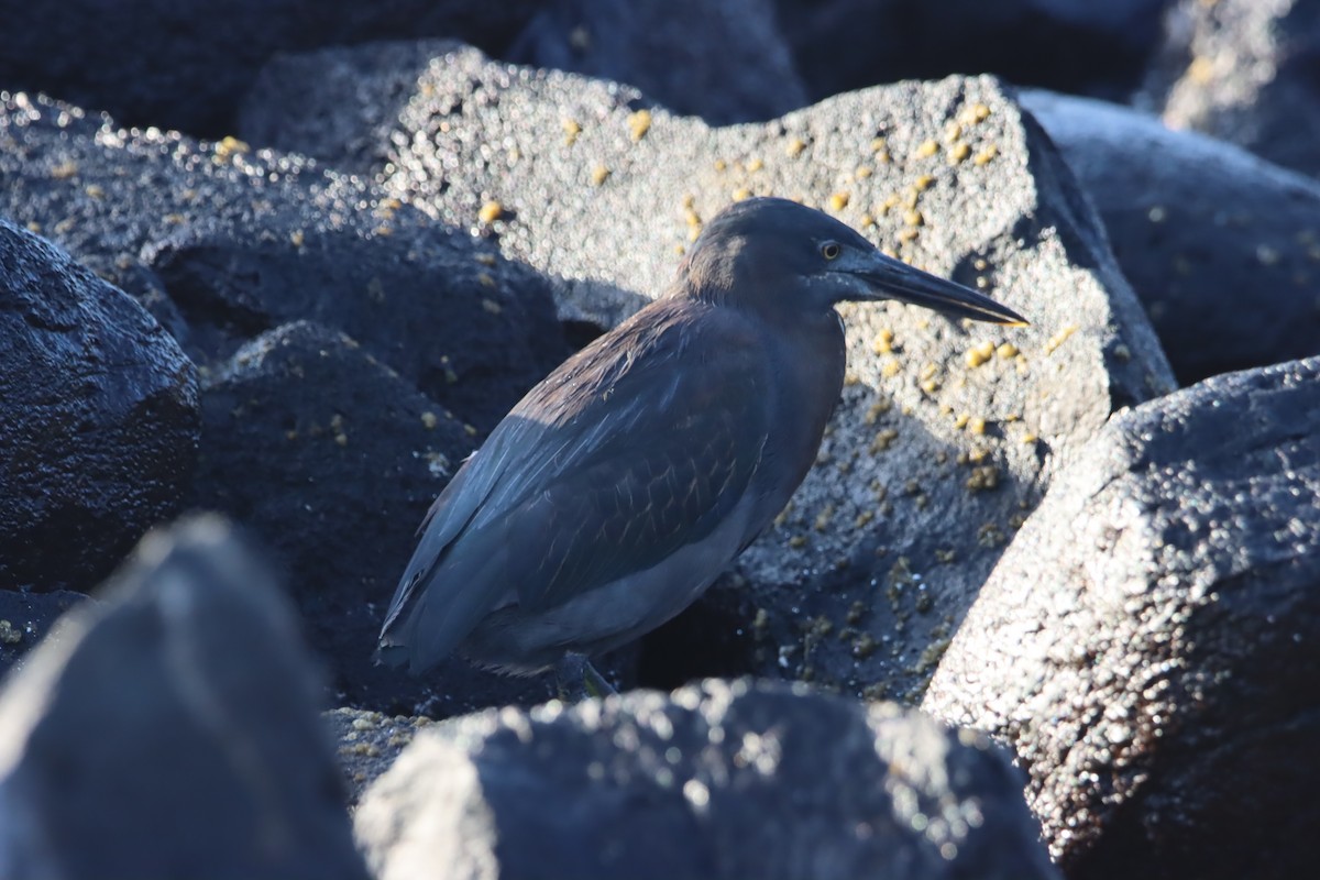 Lava Heron - ML645973477