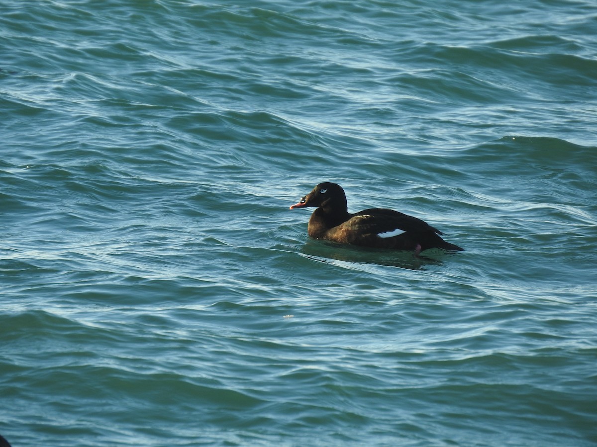 White-winged Scoter - ML645973478