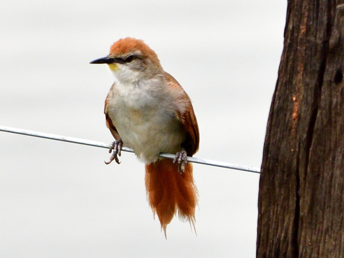 Yellow-chinned Spinetail - ML645973479