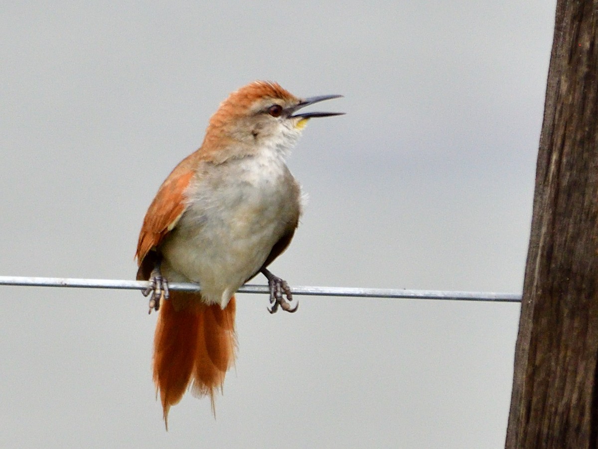 Yellow-chinned Spinetail - ML645973480