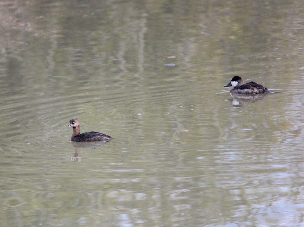 Ruddy Duck - ML645973481