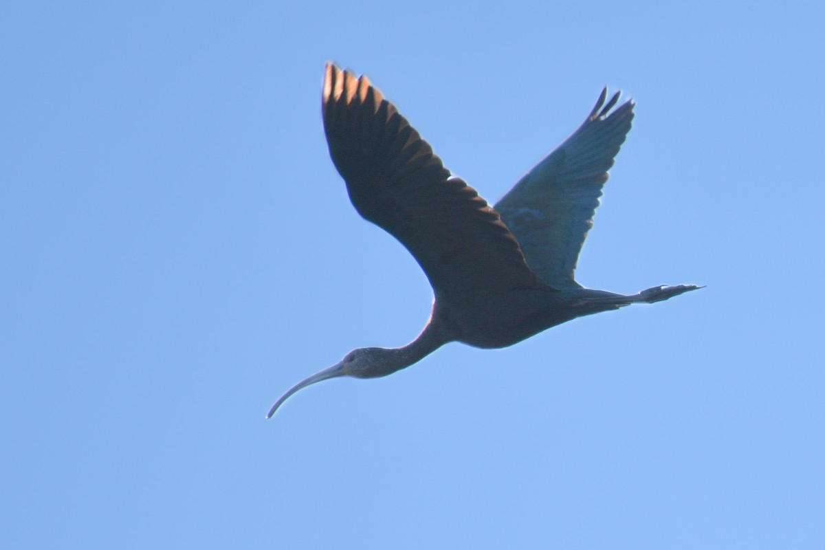 White-faced Ibis - ML645973482