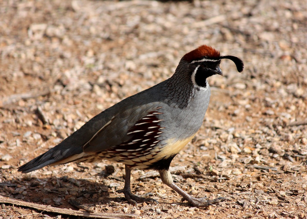 Gambel's Quail - ML645973484