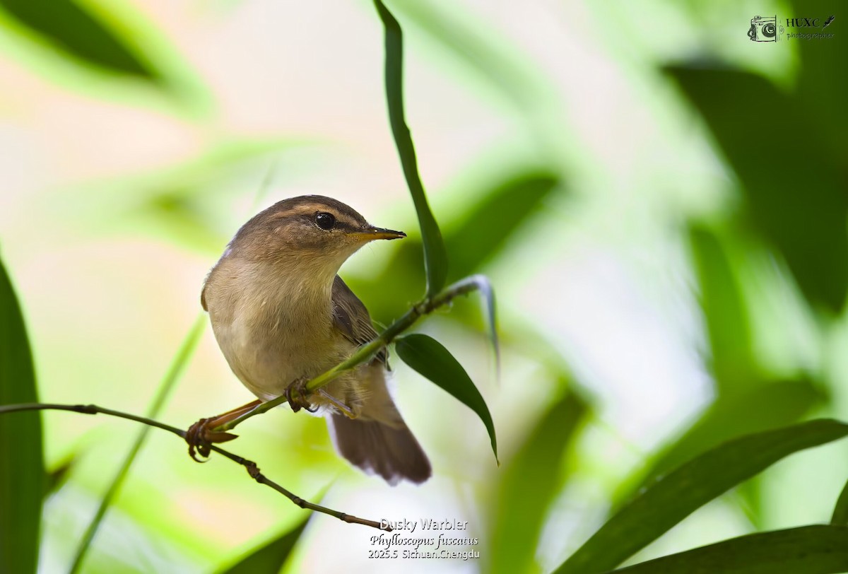 Dusky Warbler - ML645973491
