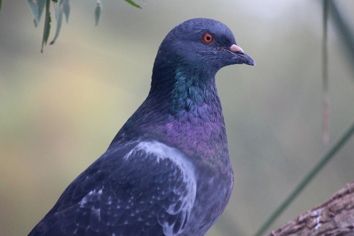 Haitz-usoa (etxekoa) - ML645973494