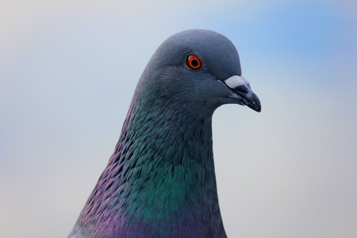 Haitz-usoa (etxekoa) - ML645973495