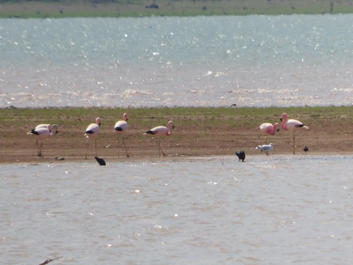 Andean Flamingo - ML645973497