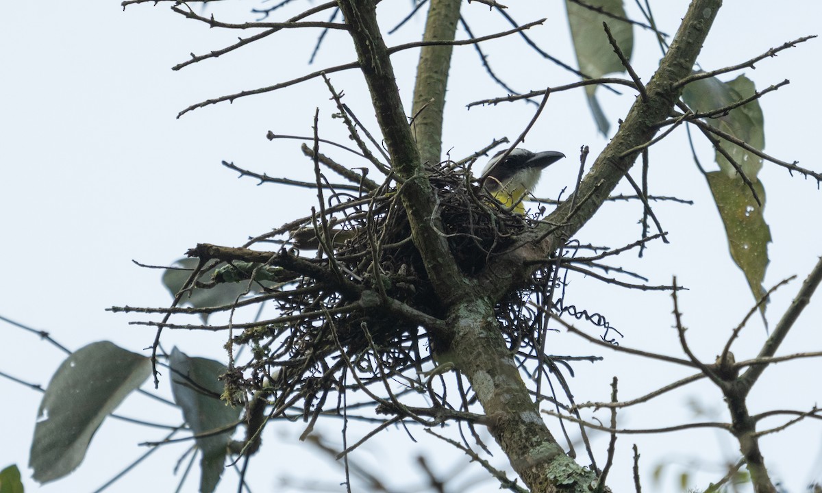 Boat-billed Flycatcher - ML645973503