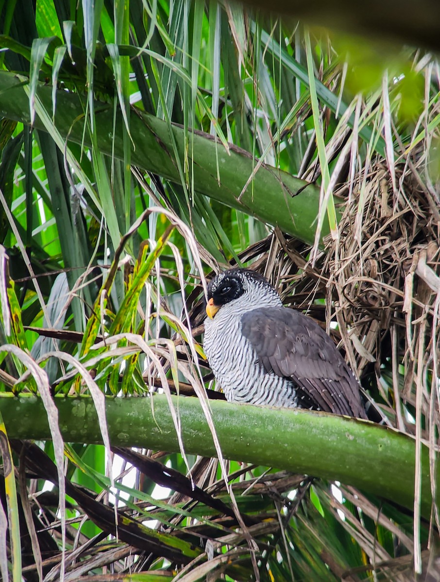 Black-and-white Owl - ML645973505