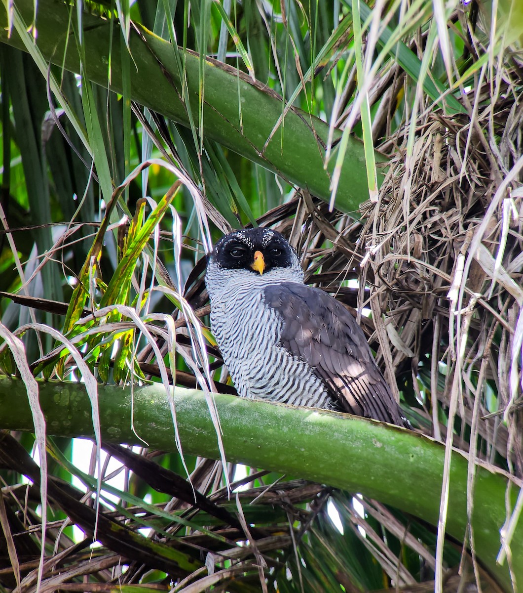 Black-and-white Owl - ML645973506