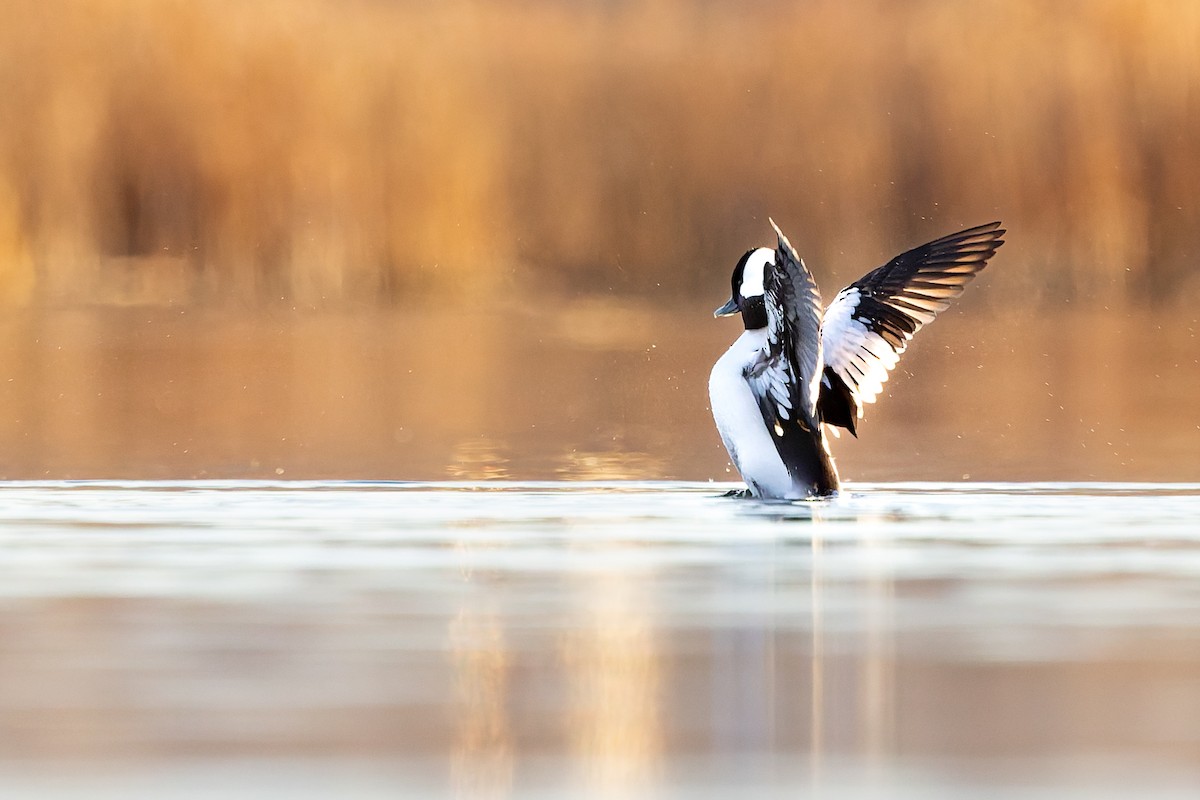 Bufflehead - ML645973512