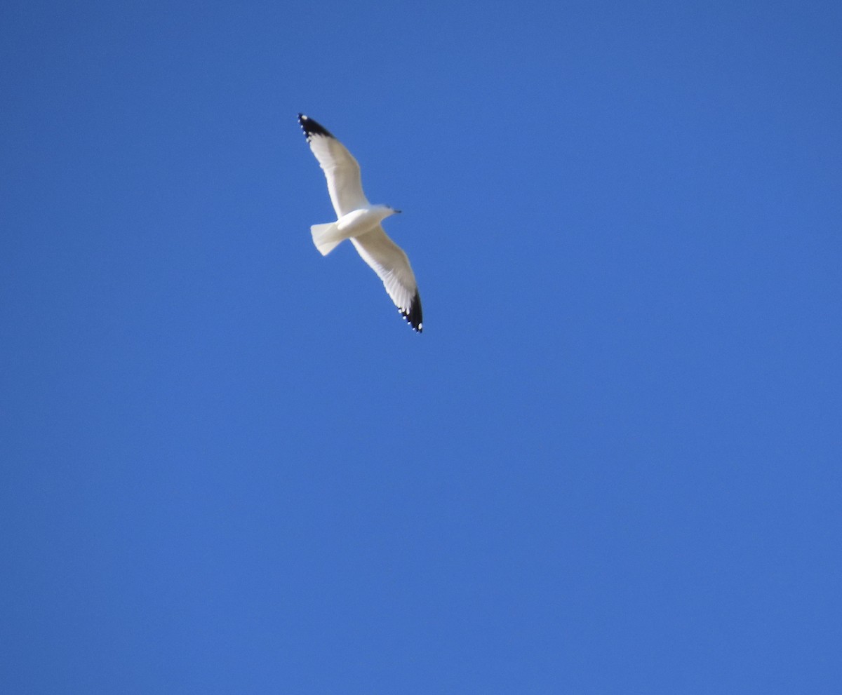 Ring-billed Gull - ML645973515