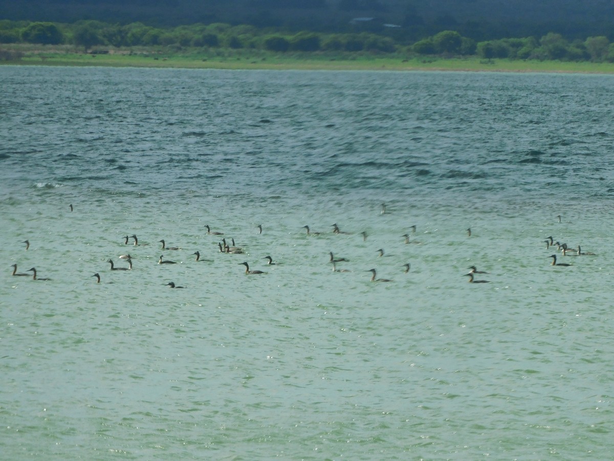 Great Grebe - ML645973526