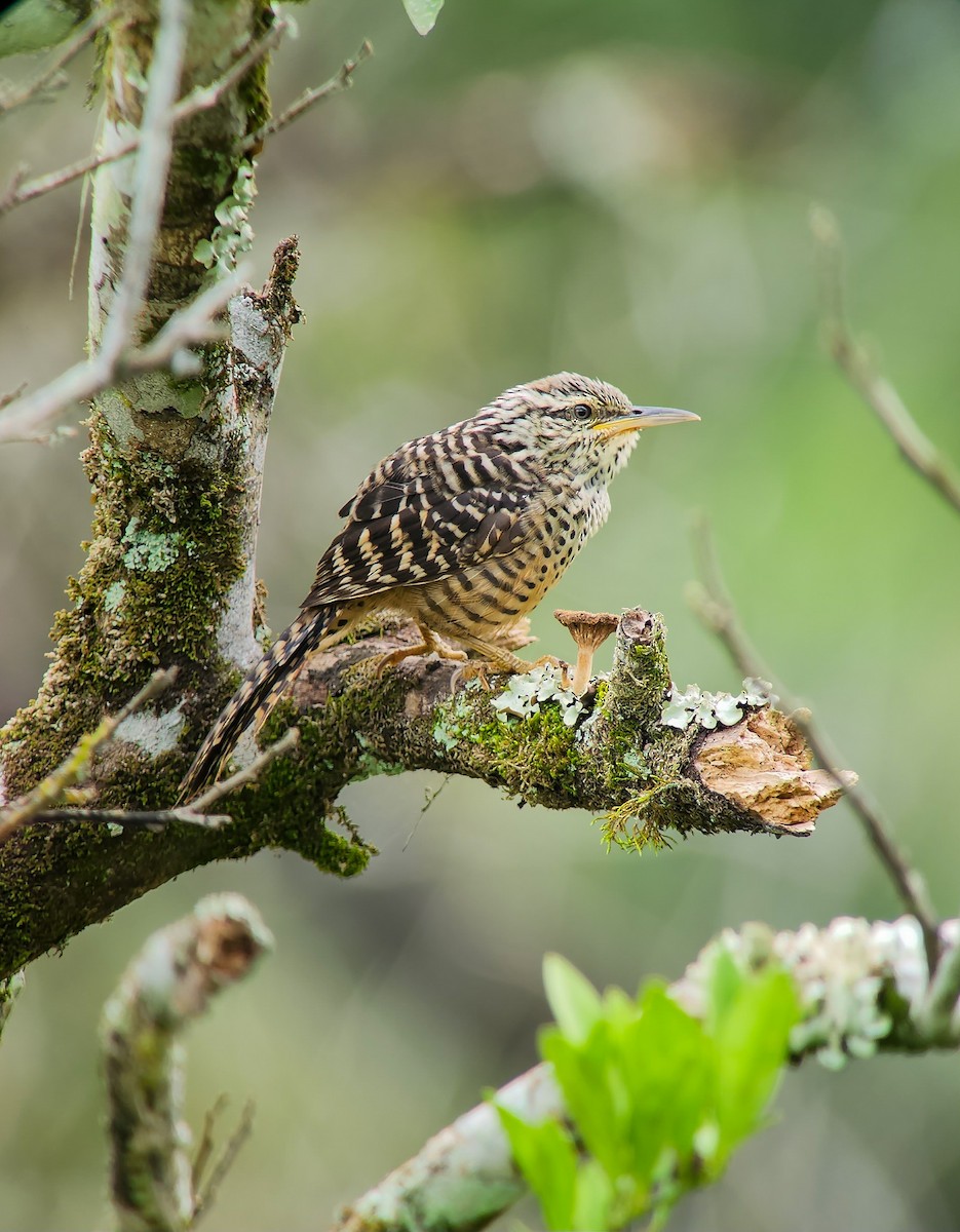 Band-backed Wren - ML645973528