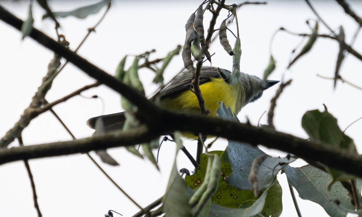 Boat-billed Flycatcher - ML645973532