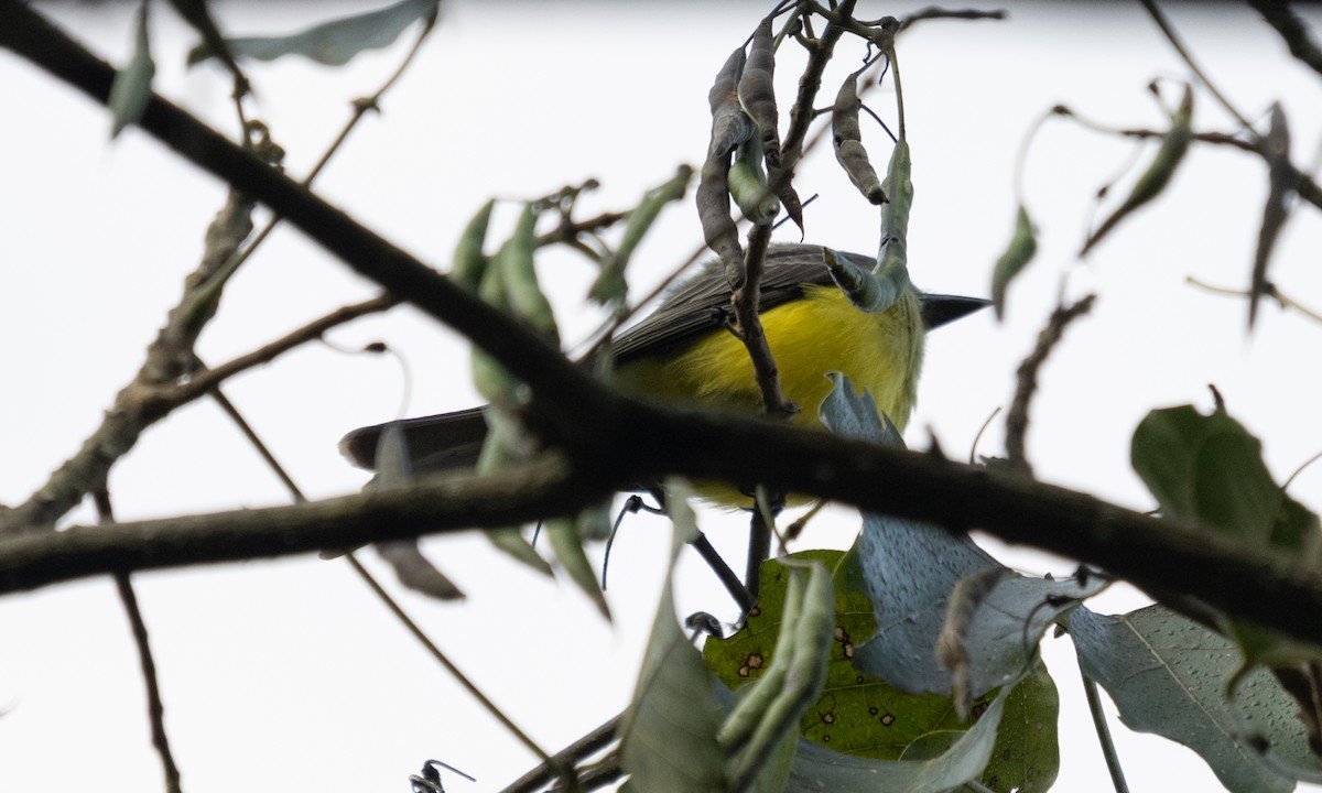 Boat-billed Flycatcher - ML645973533
